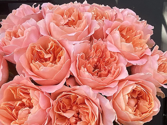 15 троянд в упакуванні