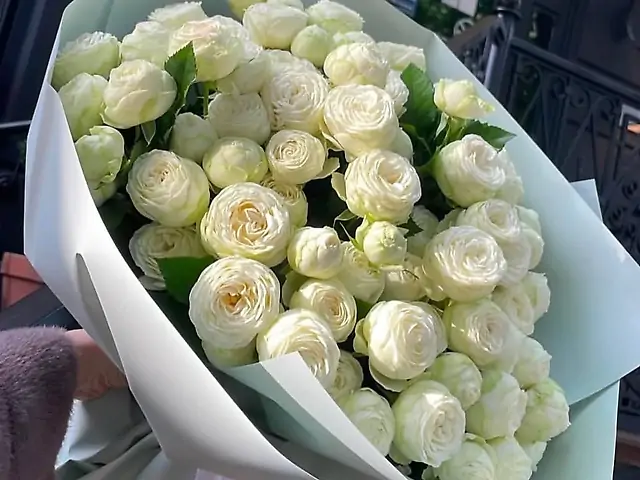 21 піоновидна троянда