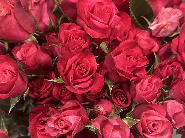 Кущова троянда 9 шт під стрічку