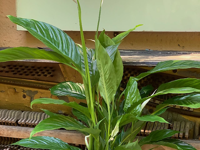 Спатіфілум