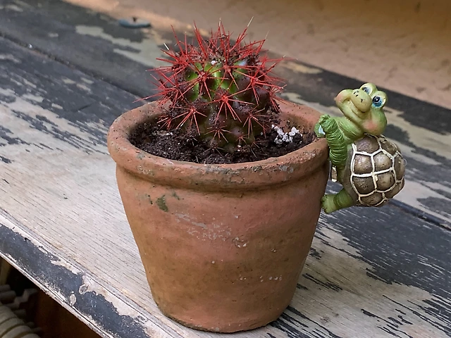 Кактус у кашпо