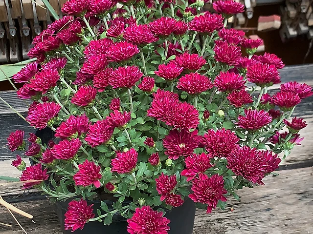 Хризантема вишнева