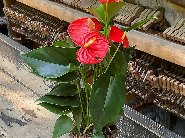 Антуріум червоний