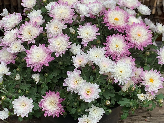 Хризантема біло-рожева