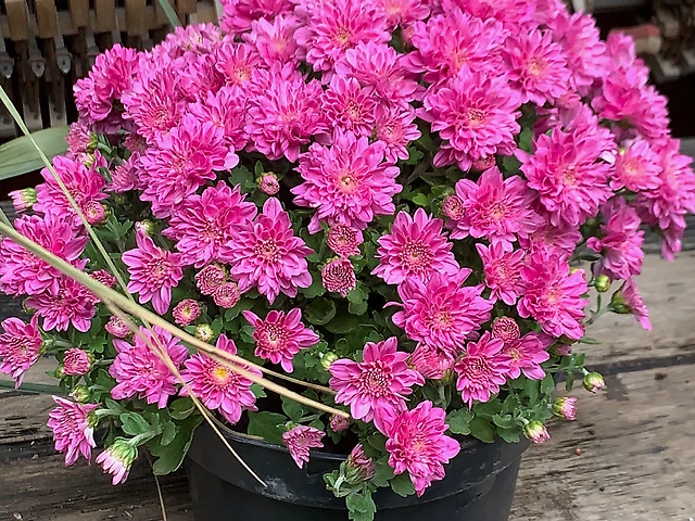 Хризантема рожева