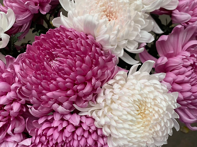 Хризантема мікс одноголова