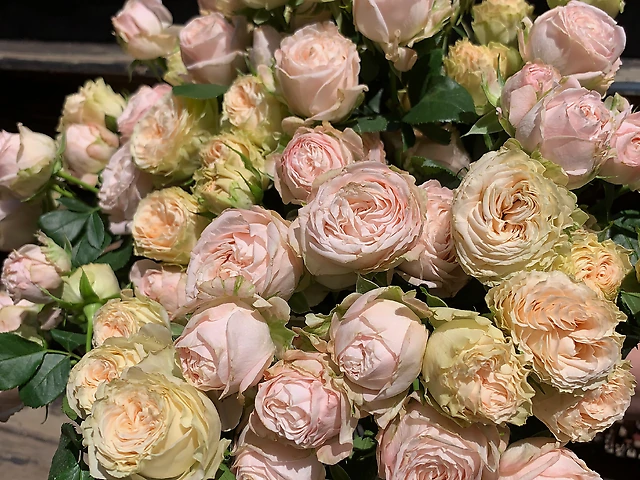 Троянда гілкова