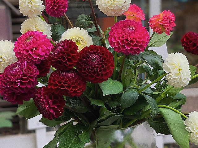 Жоржини мікс