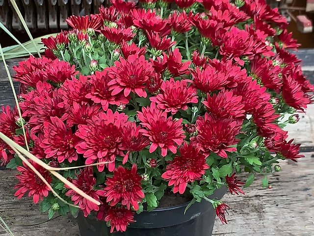 Хризантема бордова