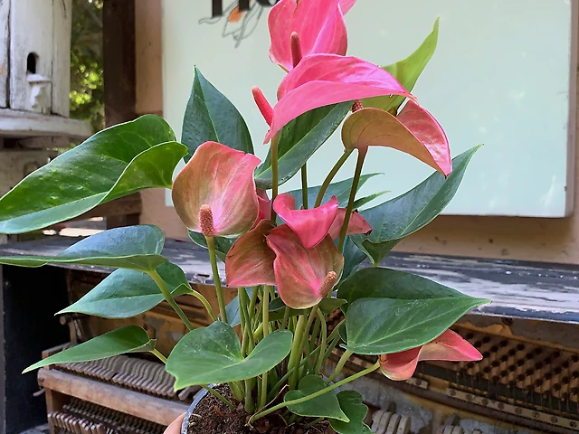 Антуріум рожевий