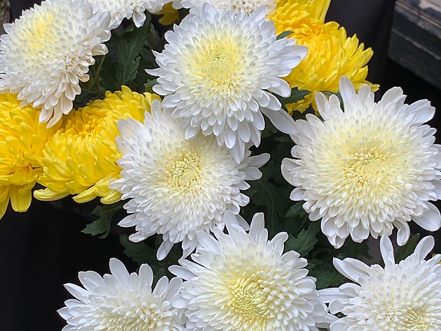 Хризантема одноголова мікс