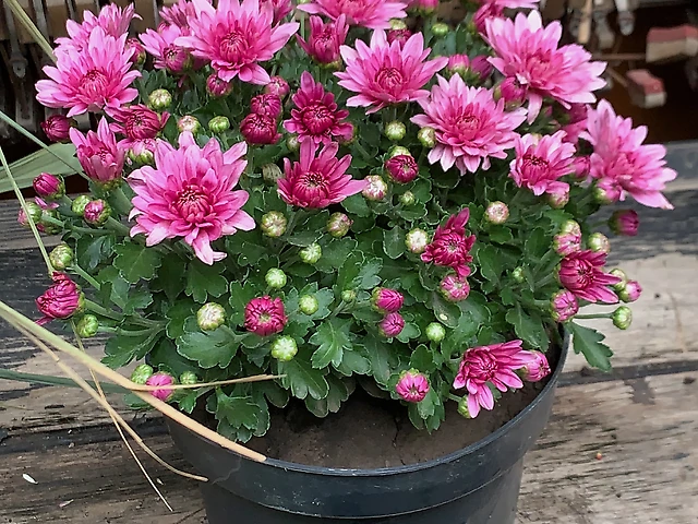 Хризантема бузкова