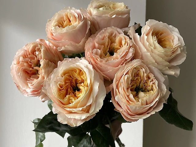 7 еквадорських троянд