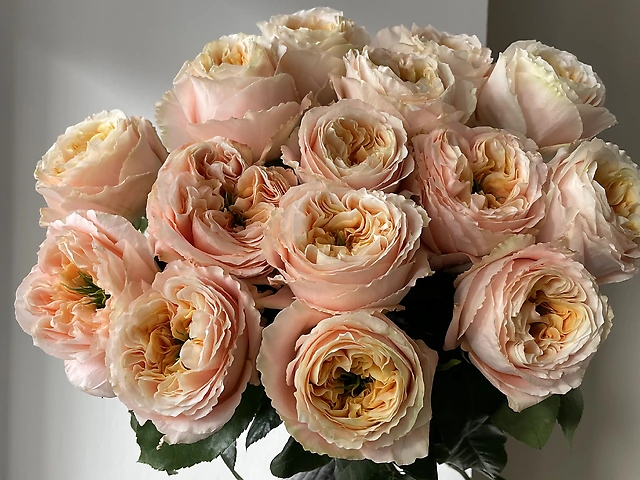 15 еквадорських троянд