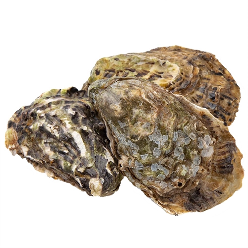 Устриці Середземноморського 0