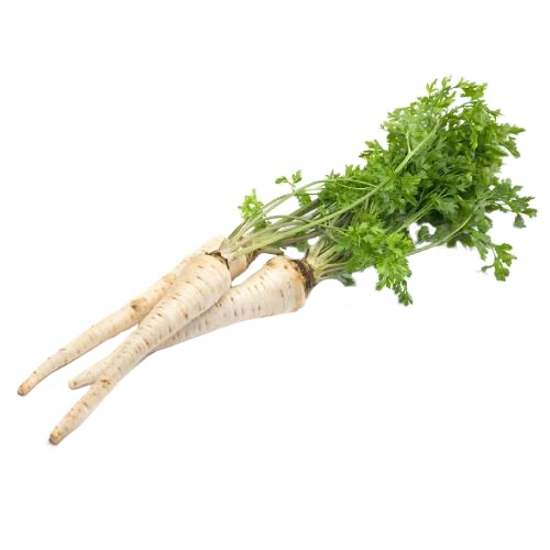 Корінь петрушки