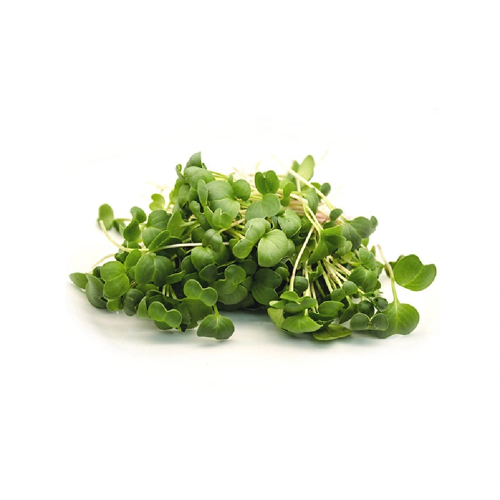 Мікрозелень редиска