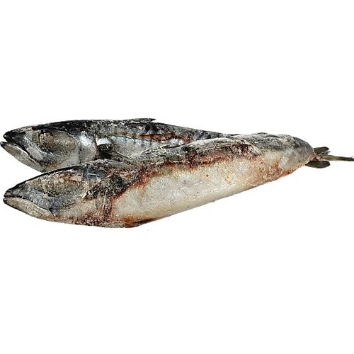 Скумбрія атлантична с.м