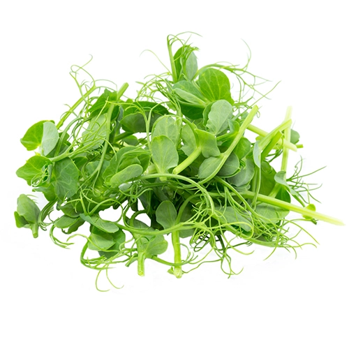 Мікрозелень гороху