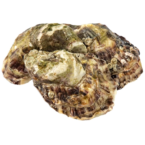 Устриці чорна перлина 2