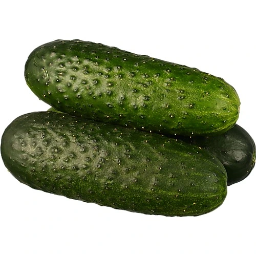 Огірок короткоплідний Україна