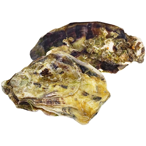 Устриці чорна перлина 3