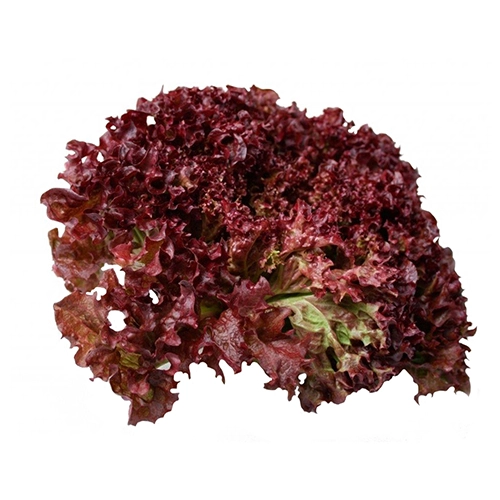 Салат Латук червоний