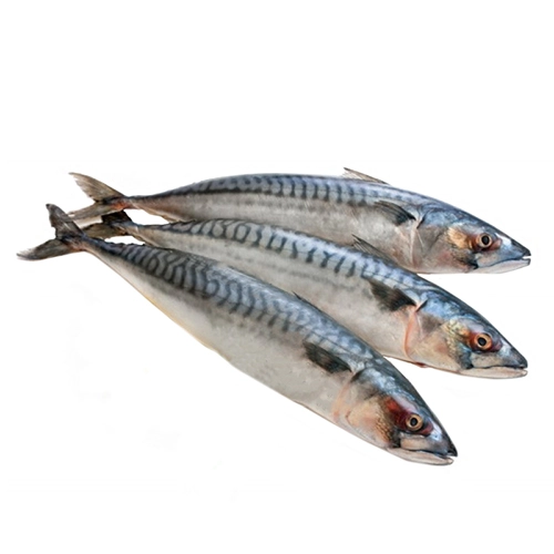 Скумбрія 400-600 см