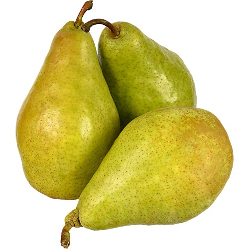 Груша Ноябрьска